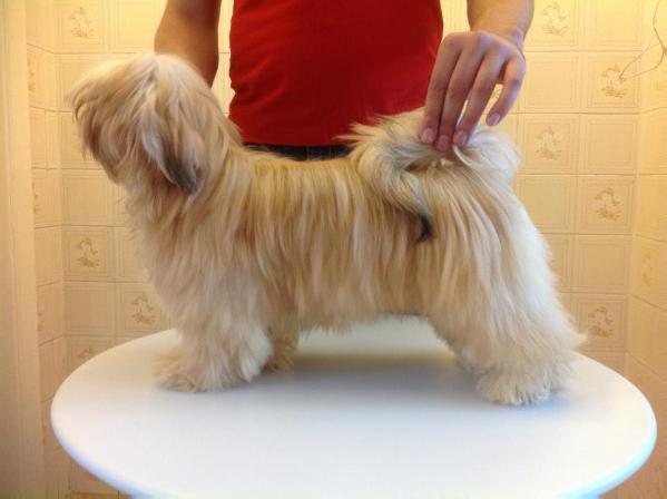 RMoretto Cane Adele One and Only | Lhasa Apso 