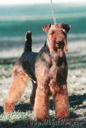See's Ready To Go | Welsh Terrier 