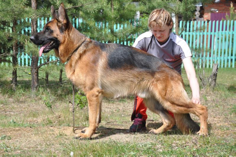 Wallace vom Frankengold | German Shepherd Dog 