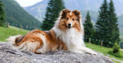 Shetland Sheepdog