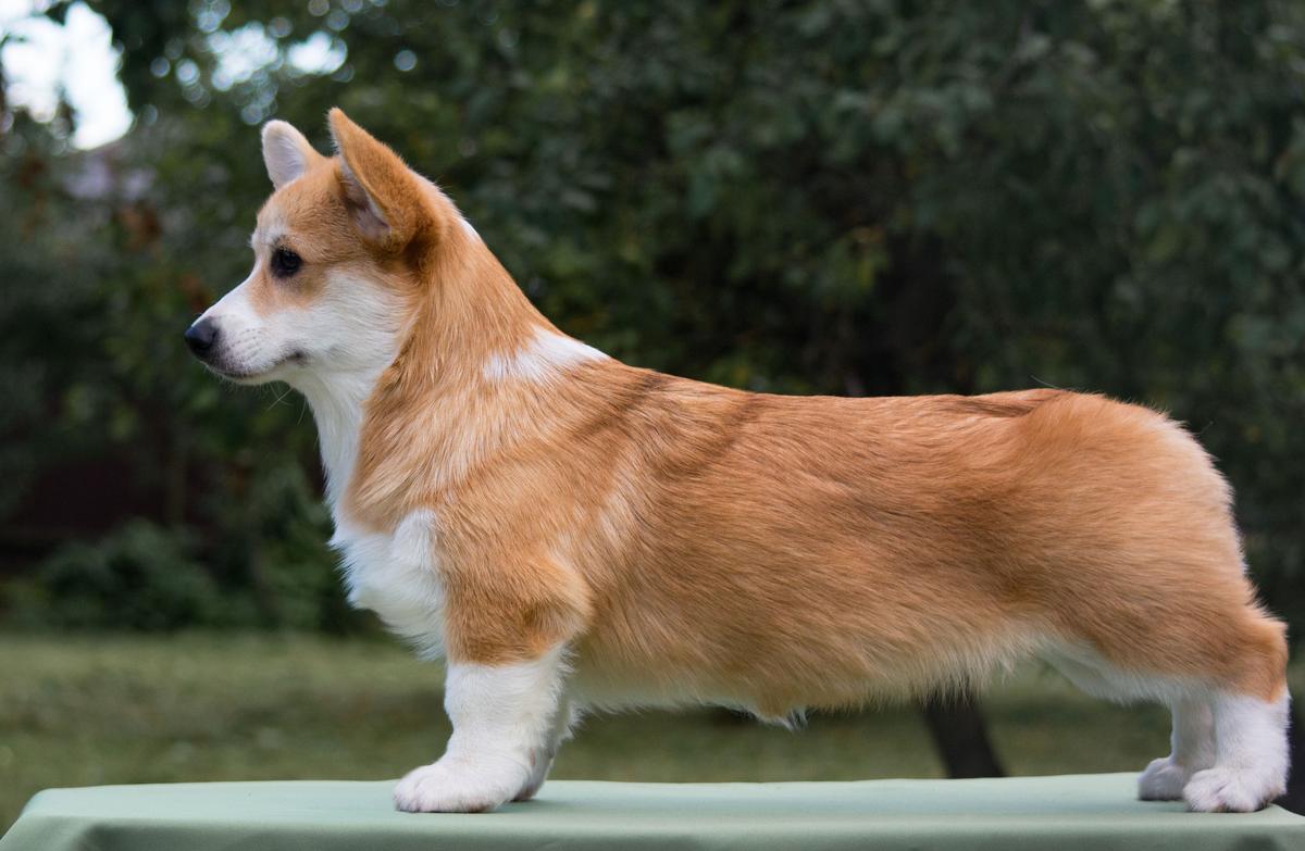 ZHEMCHUZHIA ALTAYA IZ DOMA KARMANOVOI | Pembroke Welsh Corgi 