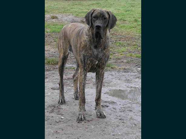 Ussya des Brumes de la Vallée du Cher | Great Dane 