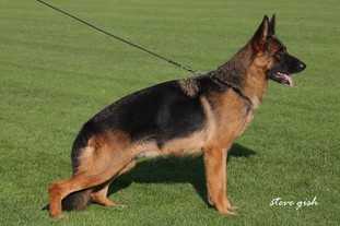 Yasmin vom Wolf's Canyon | German Shepherd Dog 