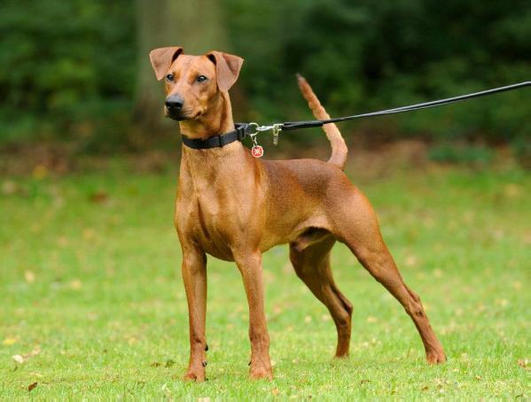 Hickson Johnny Be Good | German Pinscher 