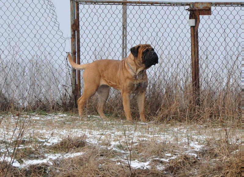 Amber Dream POMERANIA | Bullmastiff 