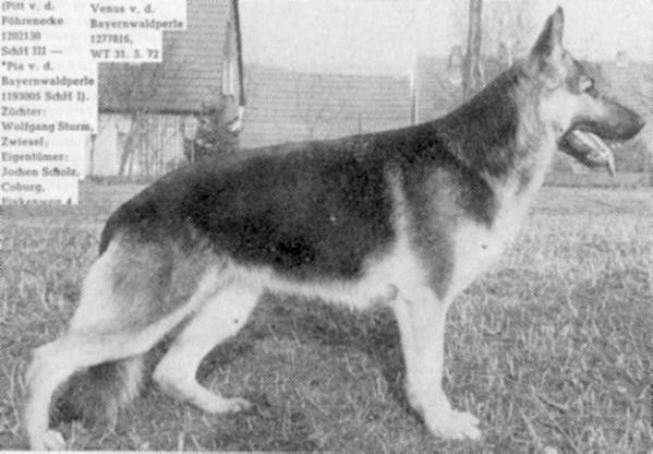 Venus von der Bayernwaldperle | German Shepherd Dog 