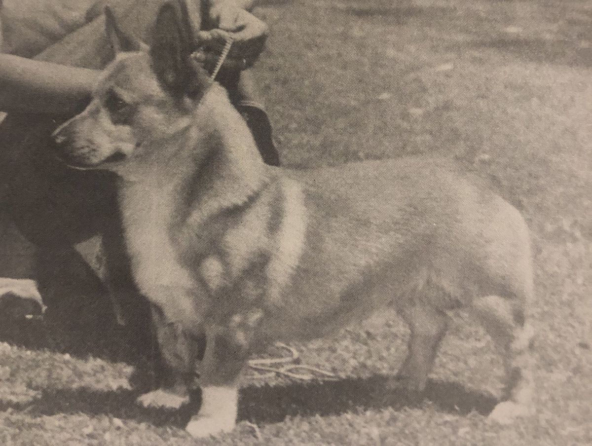 Kaydons Anthony | Pembroke Welsh Corgi 