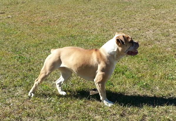 Tenacious B Kennel's Trinkette | Olde English Bulldogge 