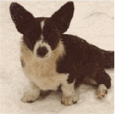 Tamarhac Hifive of Rhydowen | Cardigan Welsh Corgi 