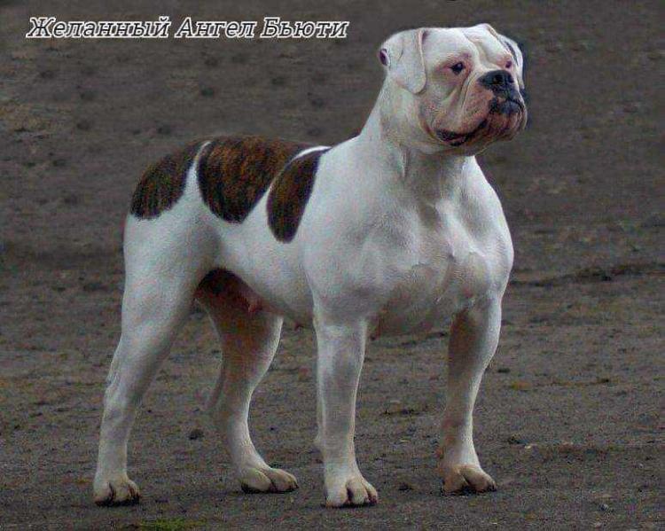 Zhelannyy Angel Beauty | American Bulldog 