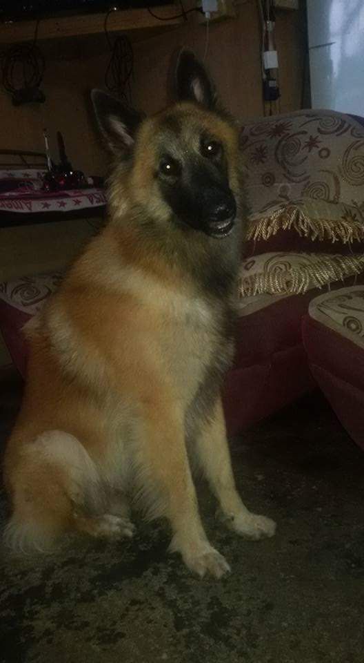 Sorio's K9 M.Y. | Belgian Tervuren 