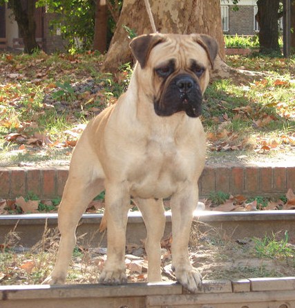 Argentango Russell Xira Fawn | Bullmastiff 