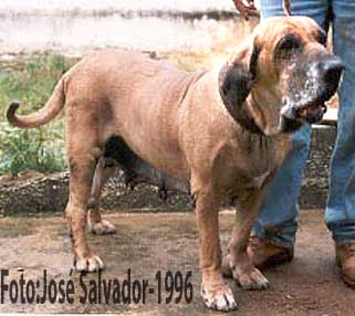 ELBA DO ENGENHO VELHO | Fila Brasileiro 