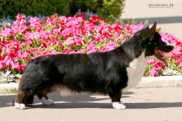 Aethwy Keeper Of The Flame | Cardigan Welsh Corgi 