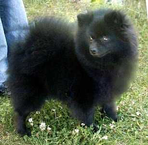 SHAFRAN SHEENY ALEXIS VON KATI | German Spitz 