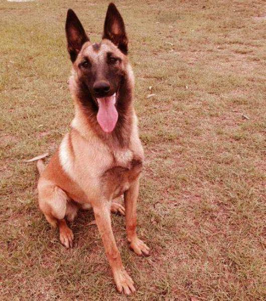 Nordenstamm Chloe | Belgian Malinois 