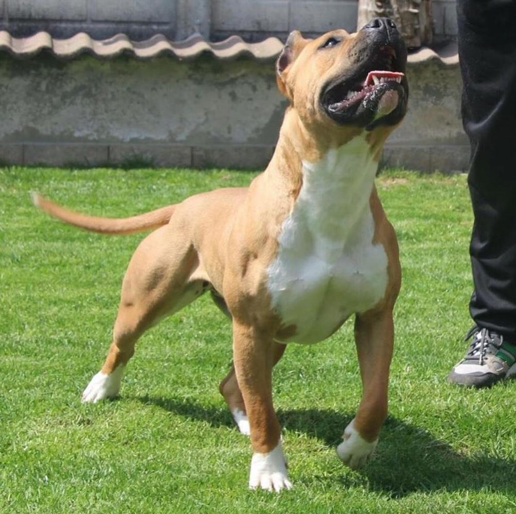Bloodgang queen of love | American Staffordshire Terrier 