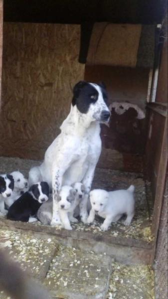 Basta Bovser Beri | Central Asian Shepherd Dog 