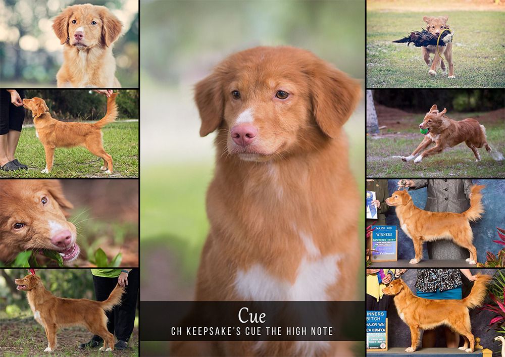 Keepsake's Cue the High Note | Nova Scotia Duck Tolling Retriever 