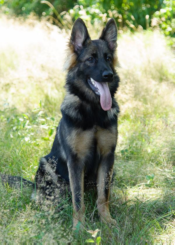 Lena von der Sigisliebe | German Shepherd Dog 