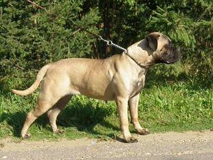 Marvellous Lions AFINA OF ASPEN RIDGE | Bullmastiff 