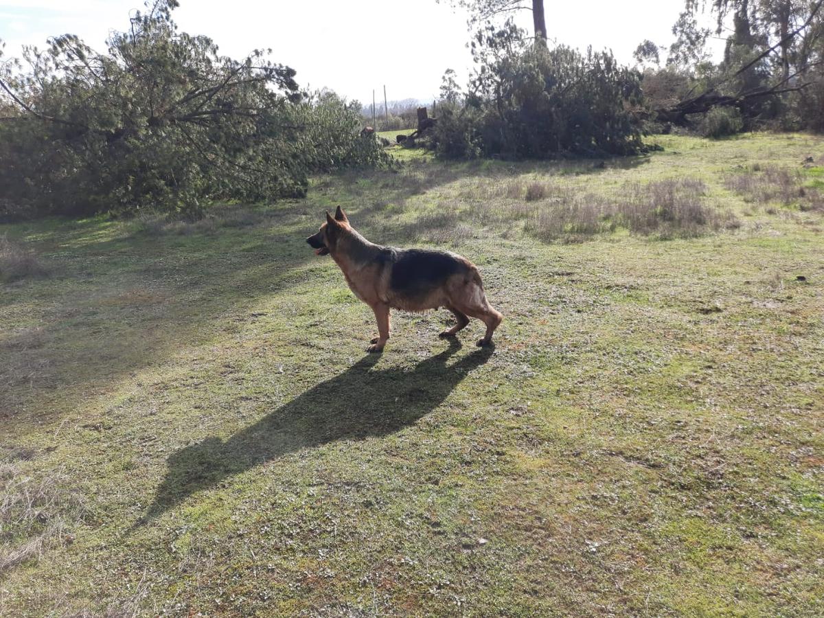 Whitney von assler | German Shepherd Dog 