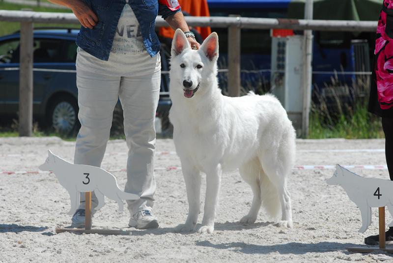 Lungoresina Cherry Glen | White Swiss Shepherd Dog 