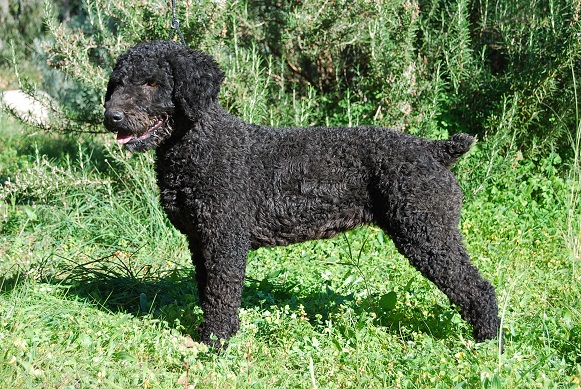 Lola del Morruo | Spanish Water Dog 