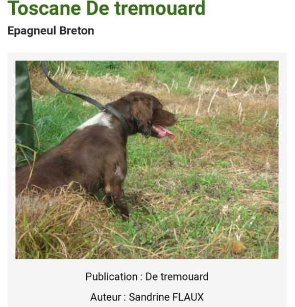 TOSCANE de Tremouard | Brittany 