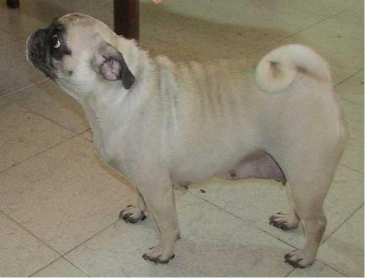 SKAILA RAZATAPA | Pug 