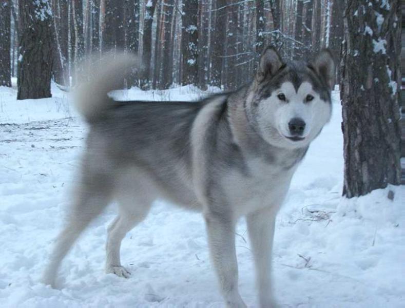 Royal Show Assol De La Rush | Alaskan Malamute 