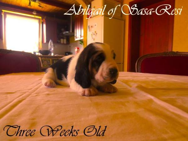 Abigail of Sasa Resi | Basset Hound 