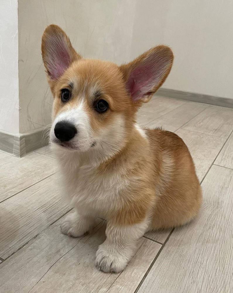 Mistycor Incredible All Gold | Pembroke Welsh Corgi 