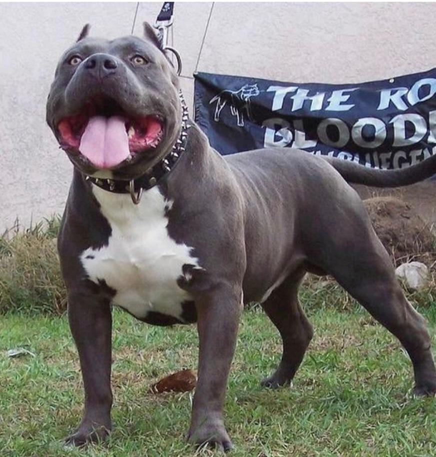 Royal Blue Gen's King Lion | American Pit Bull Terrier 