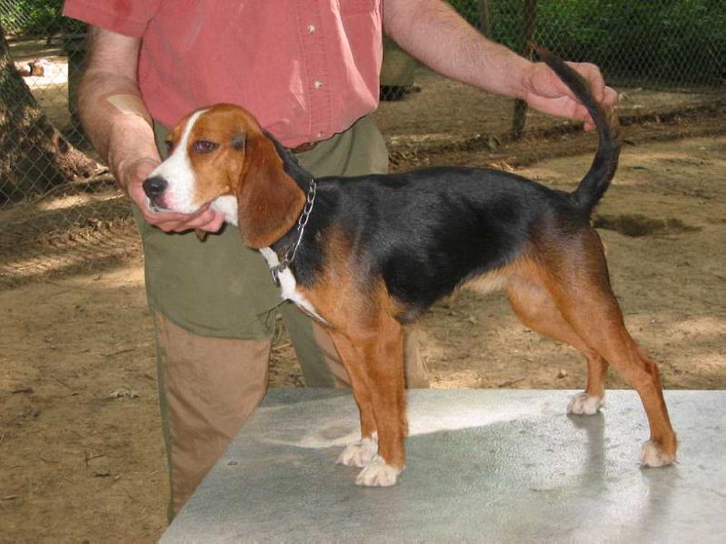 Woodpont Madcap | Beagle 