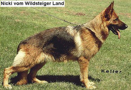 Nicki vom Wildsteiger Land | German Shepherd Dog 