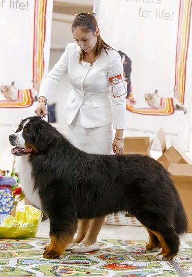 Ridon Hennet Nielsen | Bernese Mountain Dog 