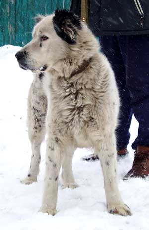 SAYKENAR BEGEMOT | Central Asian Shepherd Dog 