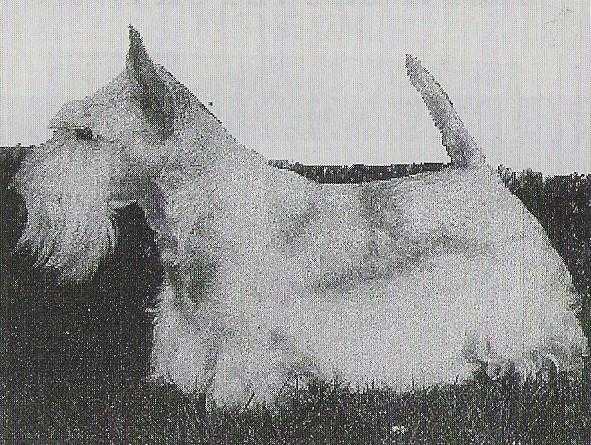 Sandgreg`s Toreador at Stuane | Scottish Terrier 