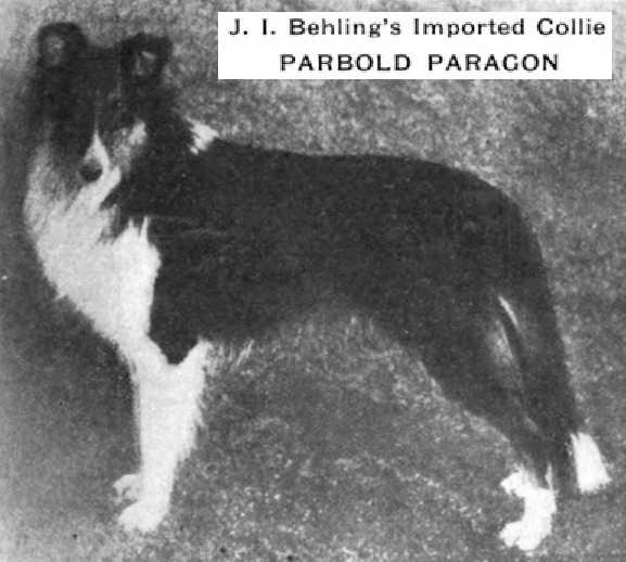 Parbold Paragon | Rough Collie 