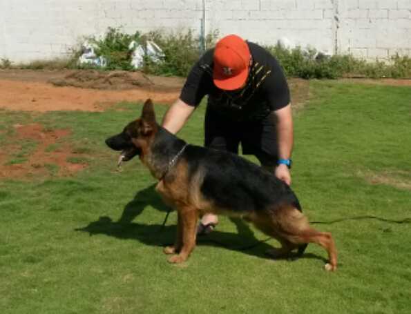 kurt Le'blanc | German Shepherd Dog 