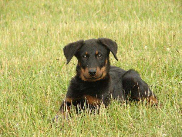 AC/DC des Gardiens du Chaos | Beauceron 