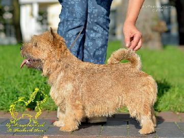 Euphoria Iz Plushevih Snov | Norwich Terrier 