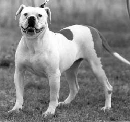 MGK's Stumpy Red | Olde English Bulldogge 