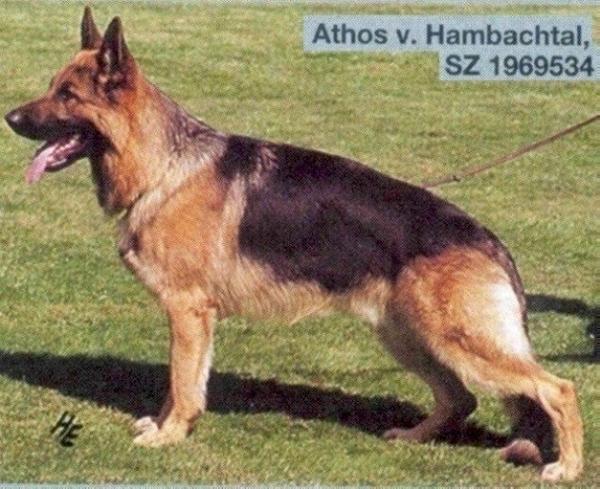 Athos vom Hambachtal | German Shepherd Dog 