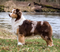 Limelite's Oniomania | Australian Shepherd 