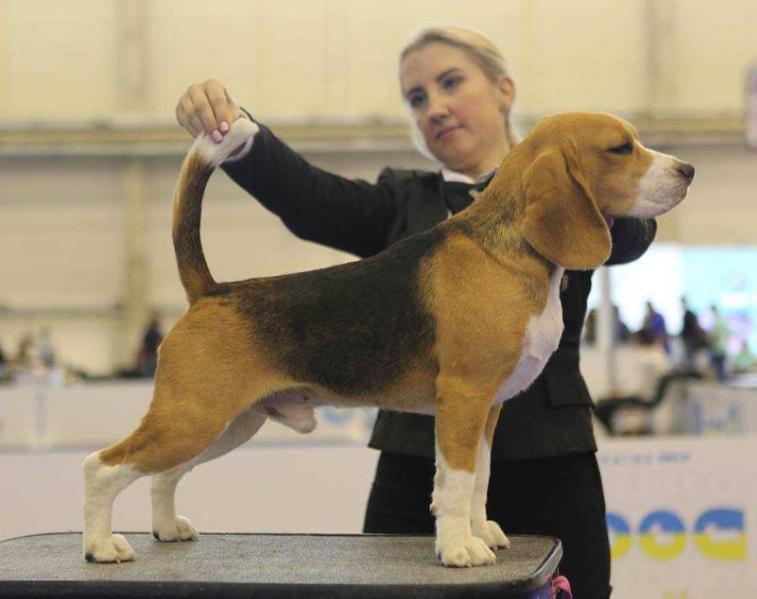 Selesta's Dreams Magnificent | Beagle 