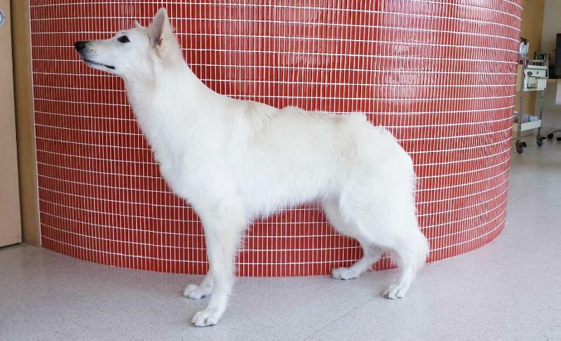 Cello vom Weissen Zwinger | White Swiss Shepherd Dog 