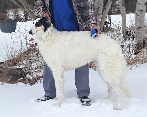 Bolerame's White Chiffon | Borzoi 