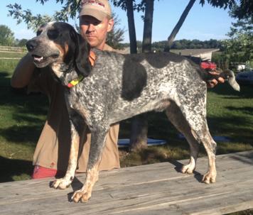 Crooks Crooked Tail | Bluetick Coonhound 